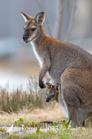 wallaby 10553