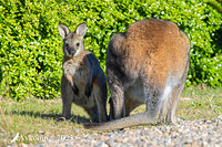 wallaby 10775