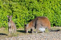 wallaby 10777