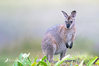 wallaby 10892