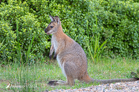 wallaby 10963