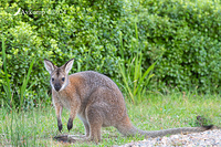 wallaby 10964