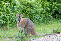 wallaby 10965