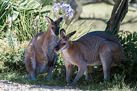 wallaby 11002