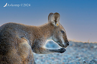 wallaby 11013