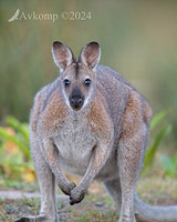 wallaby 11099-2