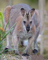 wallaby 11100