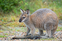 wallaby 11111