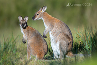 wallaby 11130