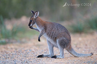 wallaby 11135