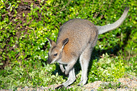 wallaby 11184