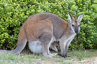 wallaby 2125