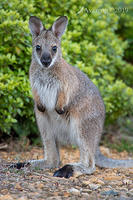 wallaby 2185