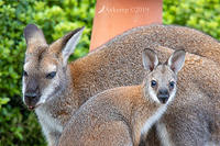 wallaby 2207