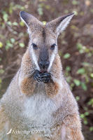 wallaby 2682