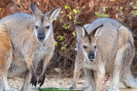 wallaby 2757