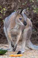 wallaby 2761