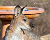 wallaby 2796