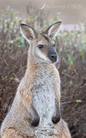 wallaby 2801