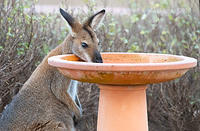 wallaby 2802