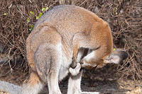 wallaby 2805