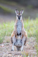 wallaby 2902