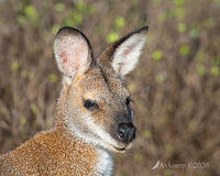 wallaby 3068