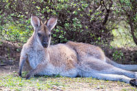 wallaby 3136