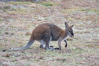 wallaby 3617