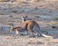 wallaby 3689