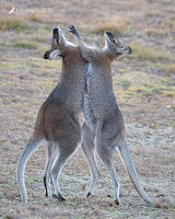 wallaby 3692