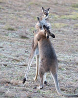 wallaby 3695