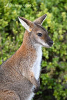 wallaby 3982