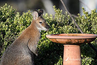 wallaby 4015