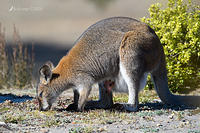 wallaby 4206