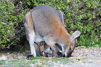 wallaby 4458