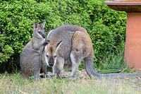 wallaby 4883