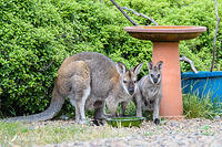 wallaby 4886