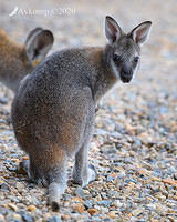 wallaby 4894