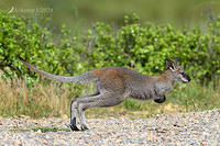 wallaby 4902