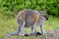 wallaby 5260