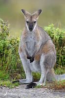 wallaby 5261