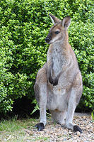 wallaby 5280