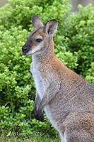 wallaby 5290