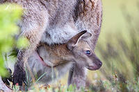 wallaby 5435