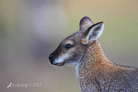 wallaby 5837