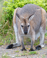 wallaby 6475