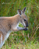 wallaby 6746