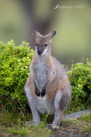 wallaby 6856