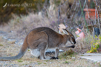 wallaby 9897